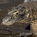 dragon_komodo_hsb_rinca_h_1151_kom2930.jpg